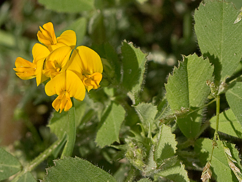 Flores y hojas de la Carretilla (Medicago minima) 