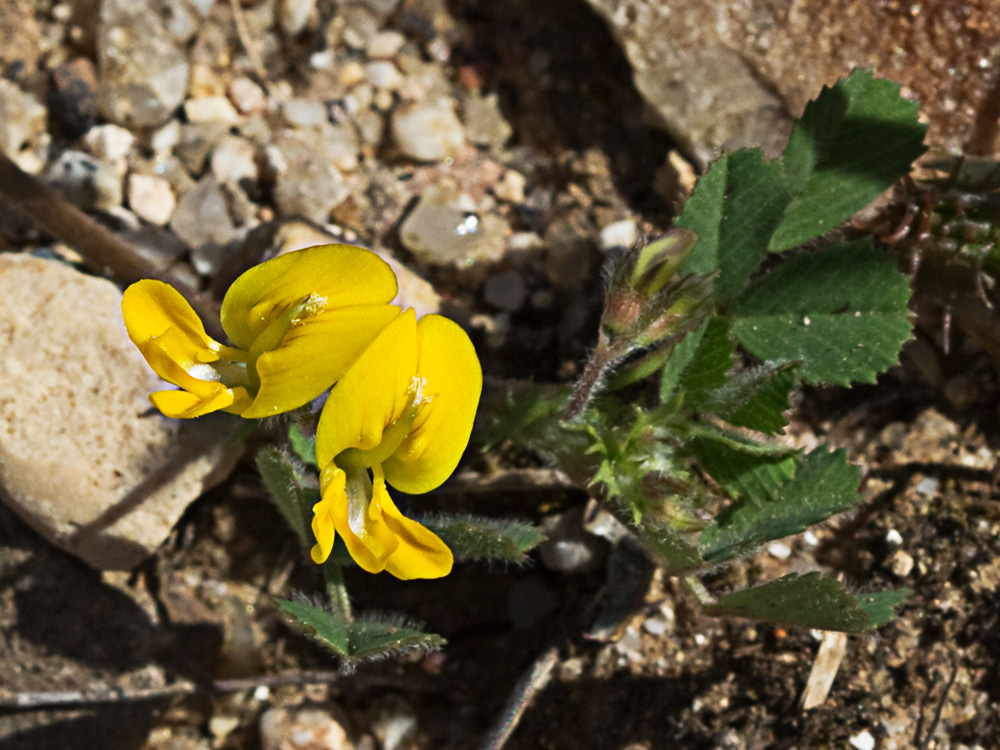 Flores y hojas de la Carretilla (Medicago minima) 