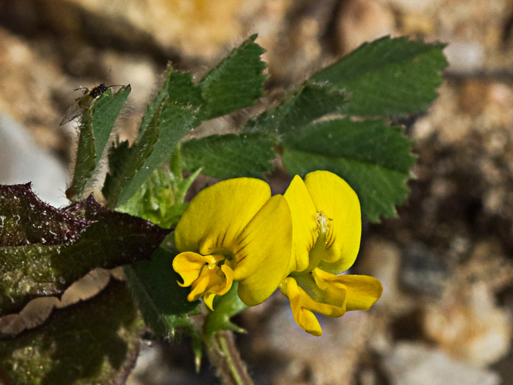 Flores y hojas de la Carretilla (Medicago minima) 