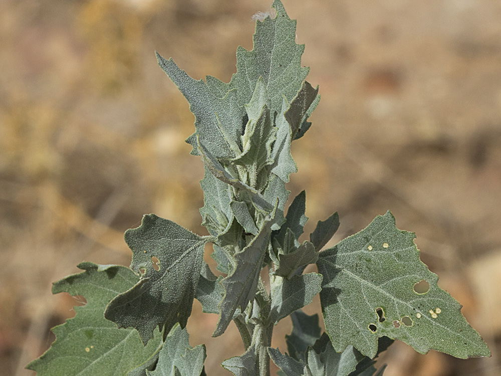 Cenizo (Chenopodium album)