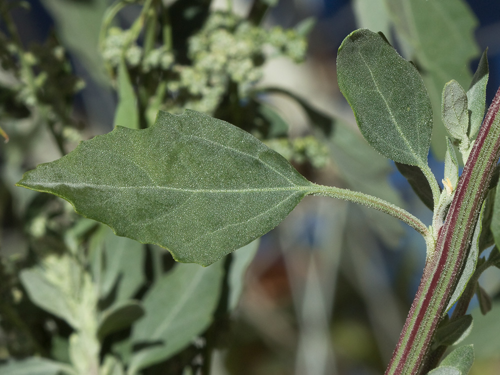 Tallo y hoja del Cenizo (Chenopodium album)