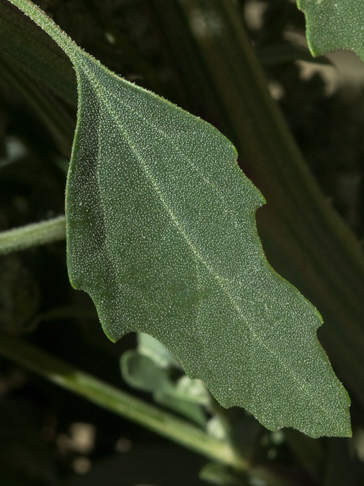 Haz de la hoja del Cenizo (Chenopodium album)