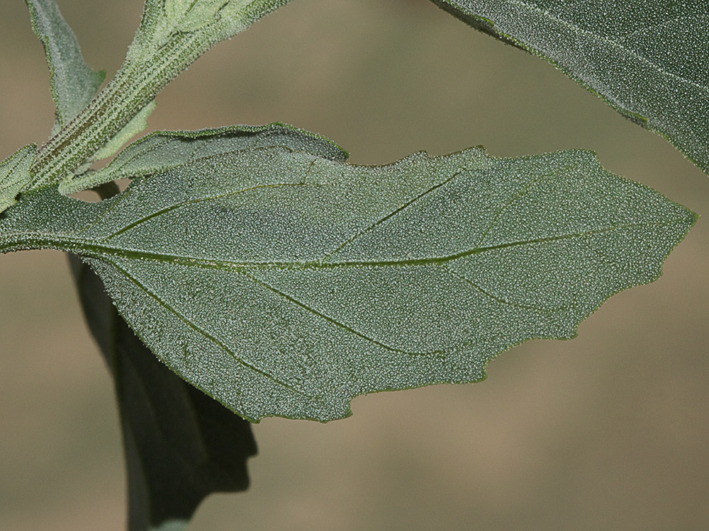 Envés de la hoja del Cenizo (Chenopodium album)