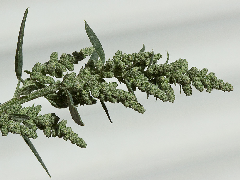 Frutos del Cenizo (Chenopodium album)