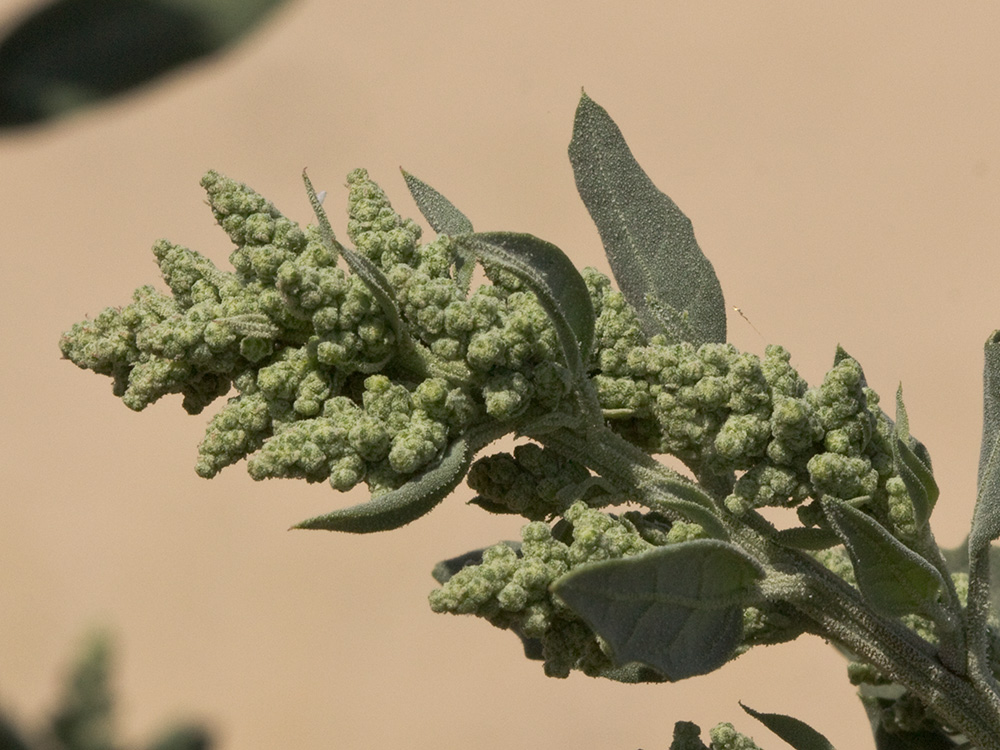 Frutos del Cenizo (Chenopodium album)