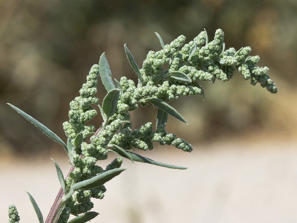 Frutos del Cenizo (Chenopodium album)