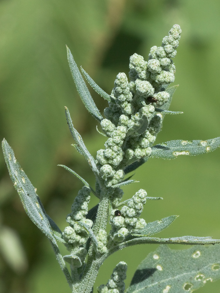 Frutos del Cenizo (Chenopodium album)