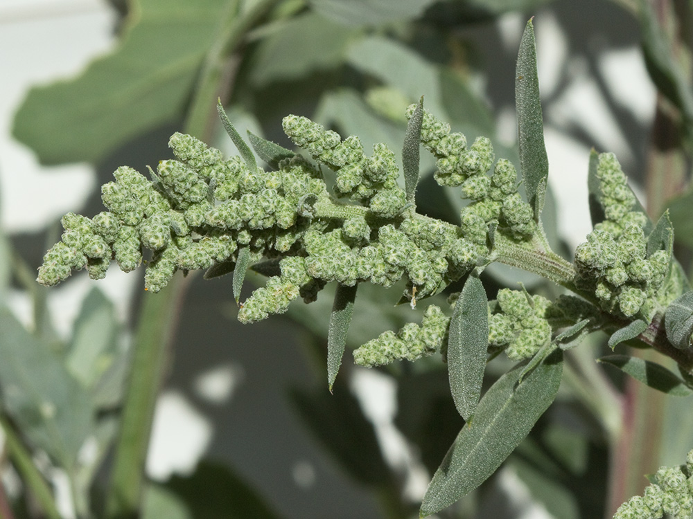 Frutos del Cenizo (Chenopodium album)