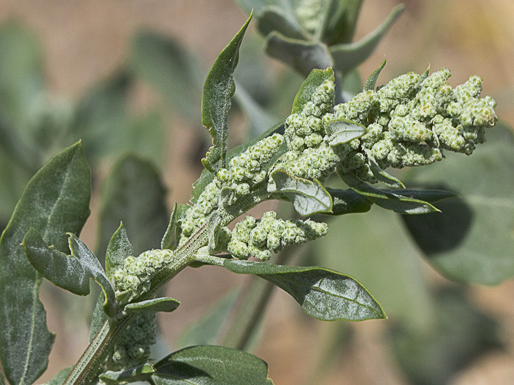 Frutos, tallo y hojas del Cenizo(Chenopodium album)