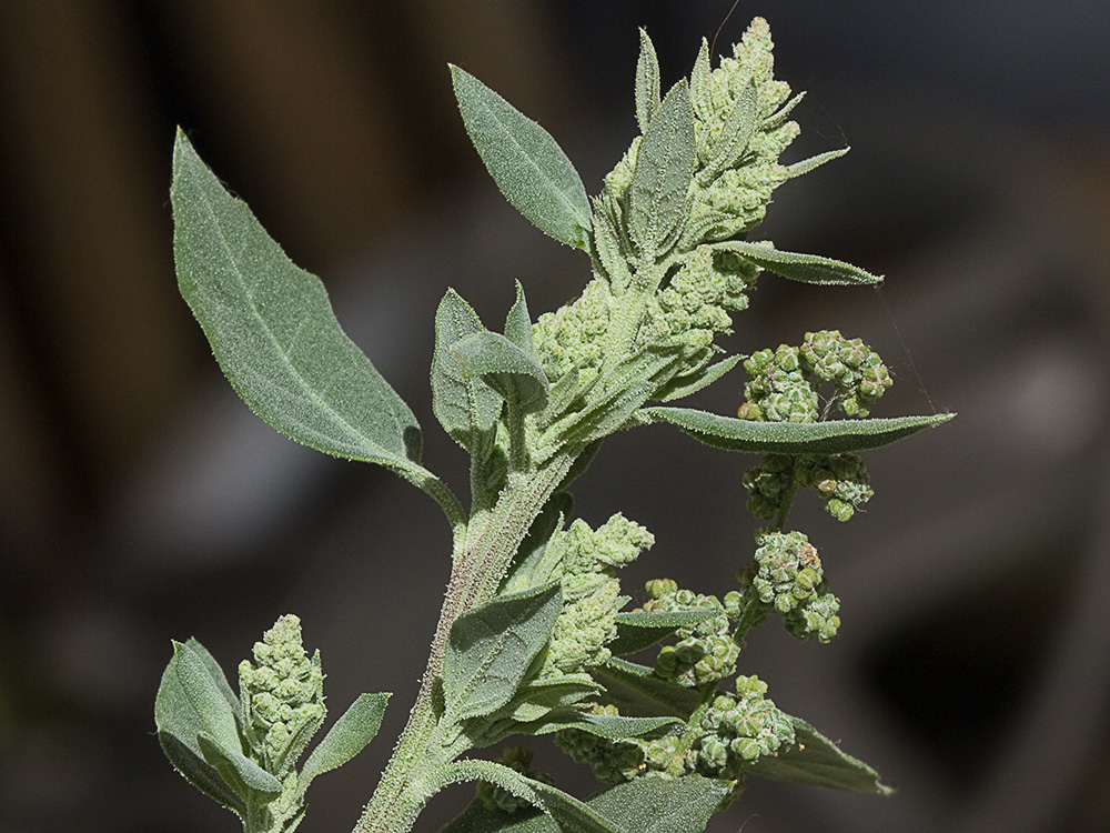 Cenizo (Chenopodium album)