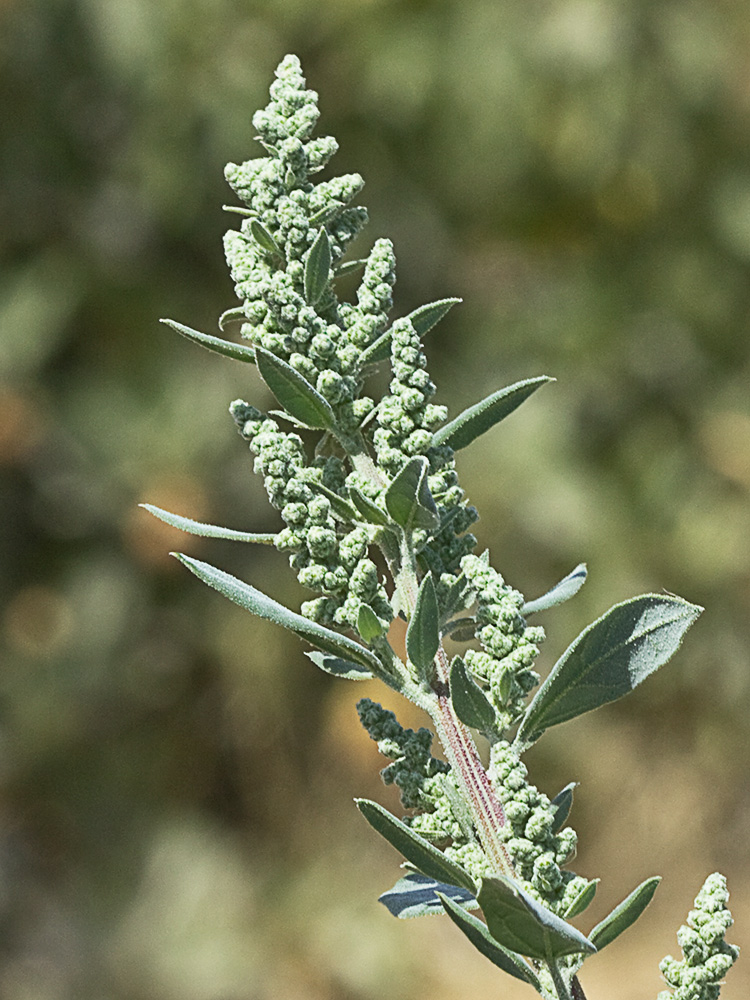 Frutos, tallo y hojas del Cenizo(Chenopodium album)
