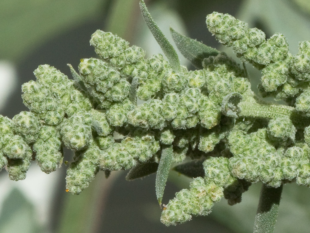 Frutos del Cenizo (Chenopodium album)