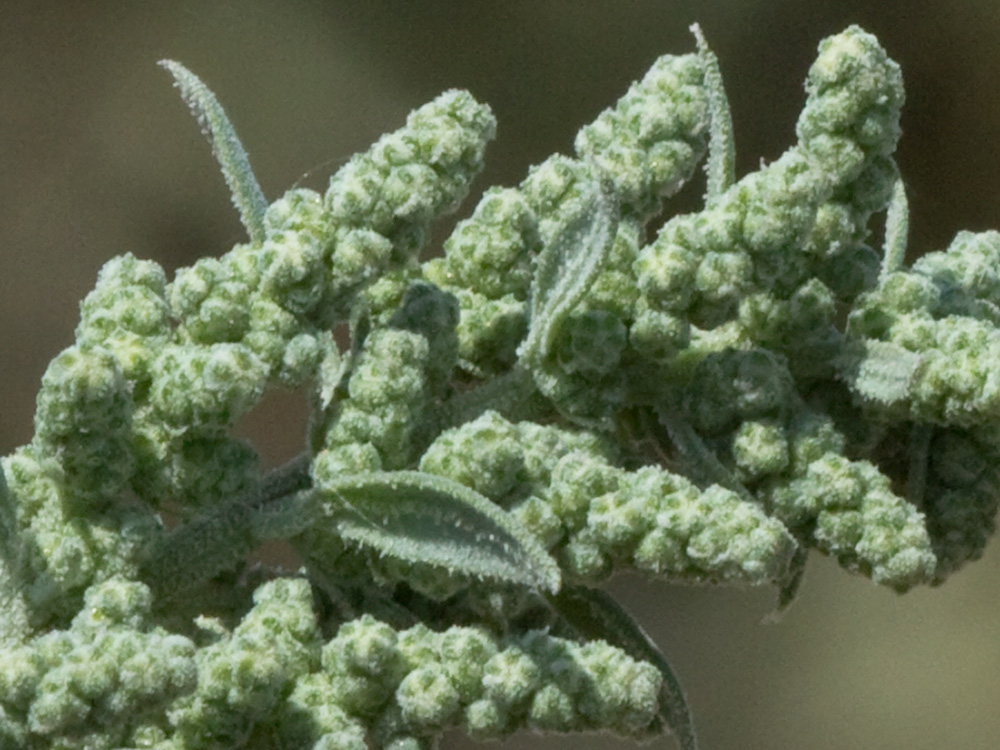 Frutos del Cenizo (Chenopodium album)