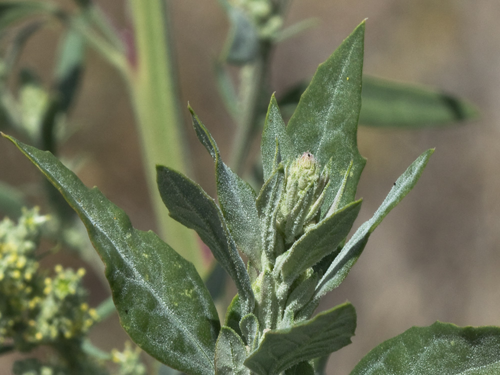 Frutos, tallo y hojas del Cenizo(Chenopodium album)