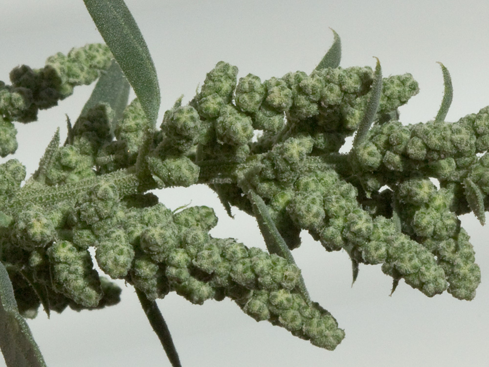 Frutos, tallo y hojas del Cenizo(Chenopodium album)
