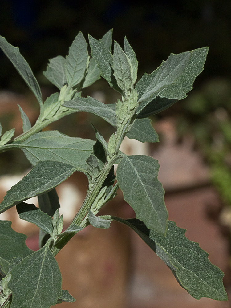 Cenizo (Chenopodium album)