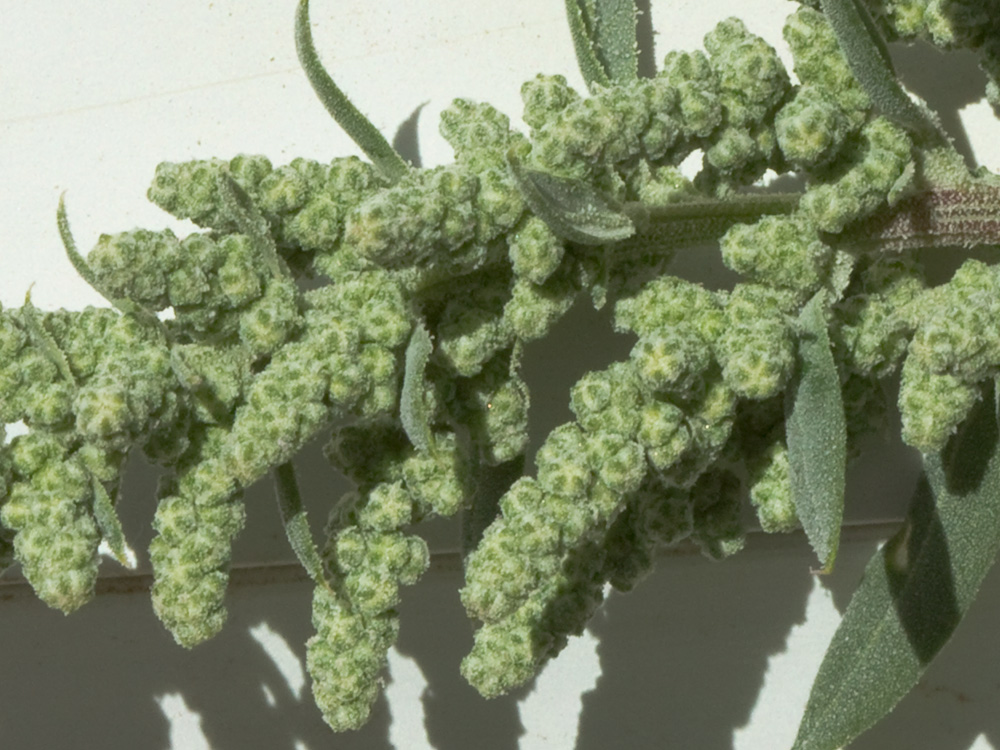 Frutos del Cenizo (Chenopodium album)