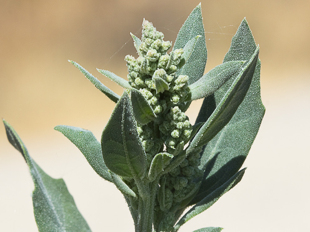 Cenizo (Chenopodium album)
