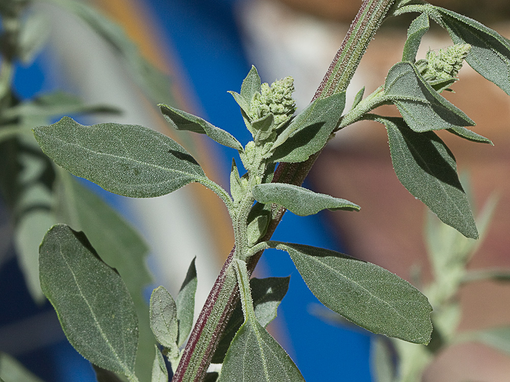 Tallo y rama axial del Cenizo (Chenopodium album)
