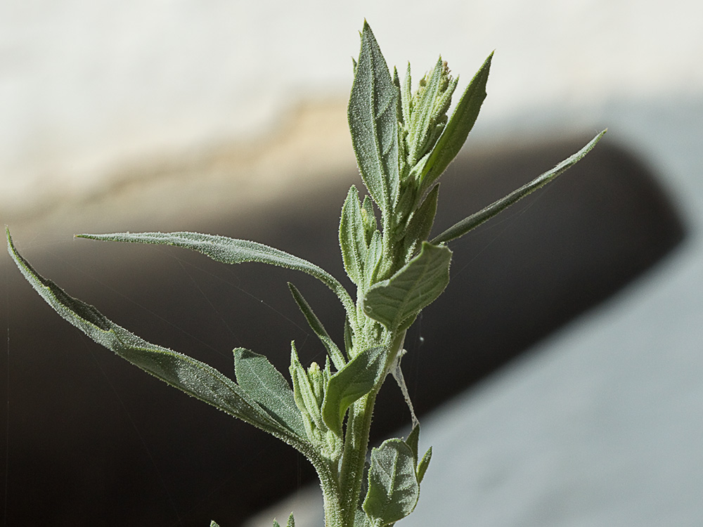 Cenizo (Chenopodium album)