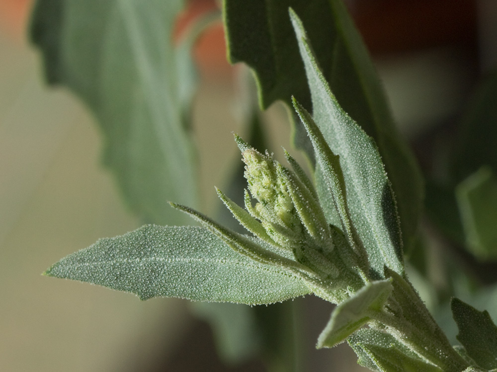 Cenizo (Chenopodium album)