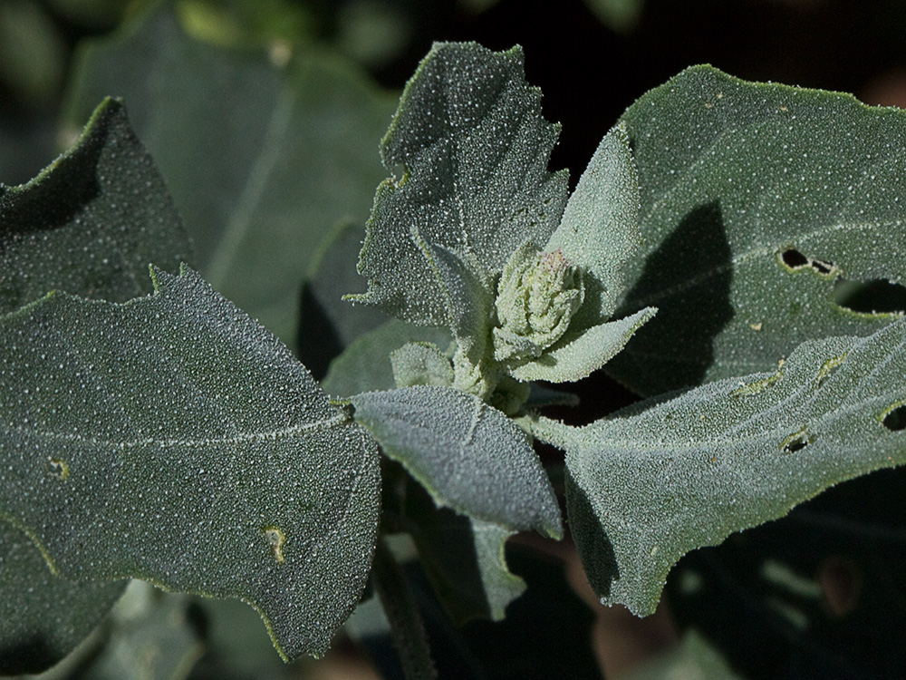 Cenizo (Chenopodium album)
