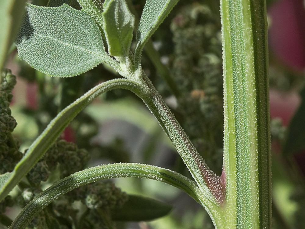 Tallo del Cenizo (Chenopodium album)