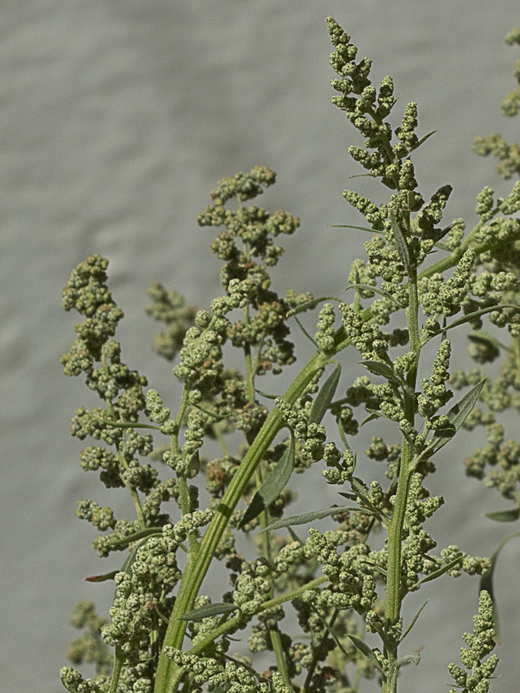 Cenizo harinoso (Chenopodium opulifolium)