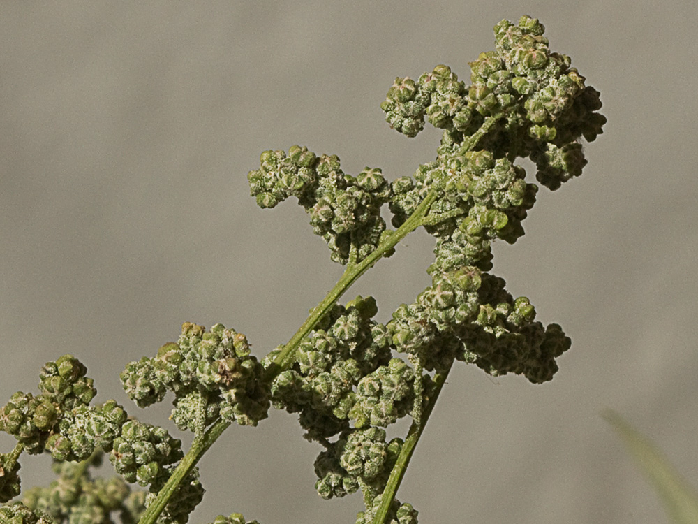 Cenizo harinoso (Chenopodium opulifolium)