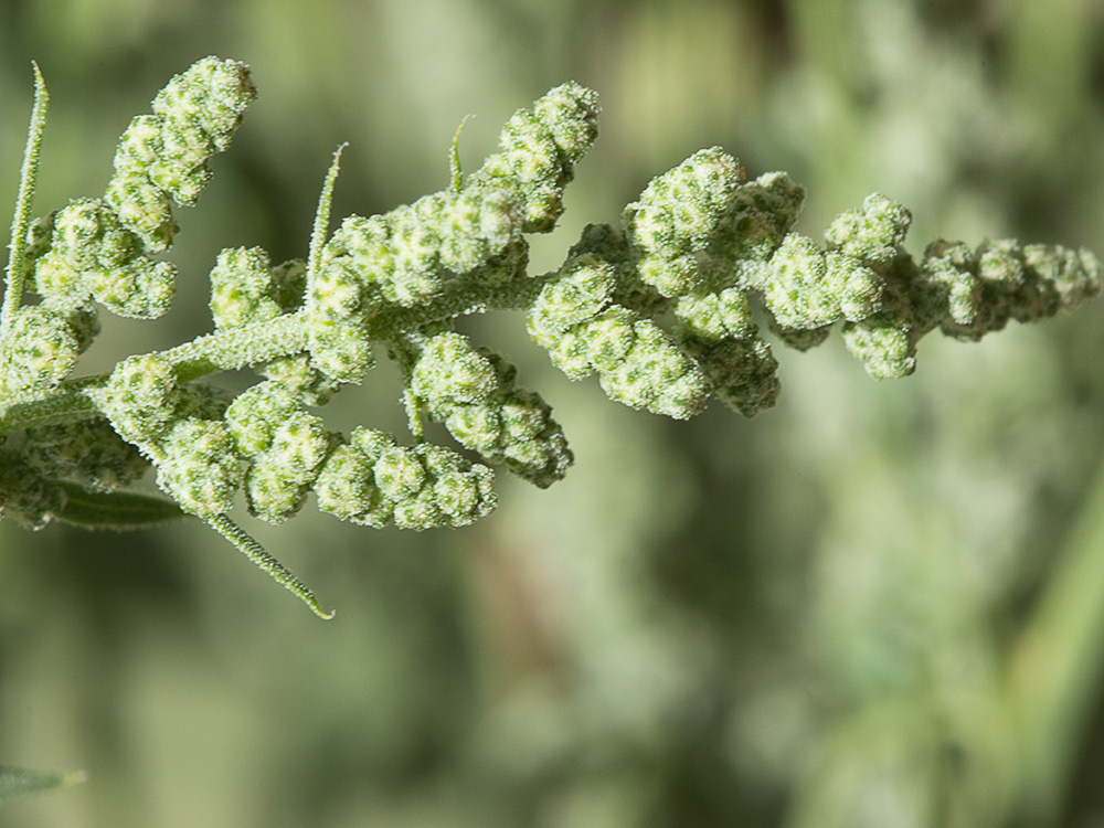 Cenizo harinoso (Chenopodium opulifolium)