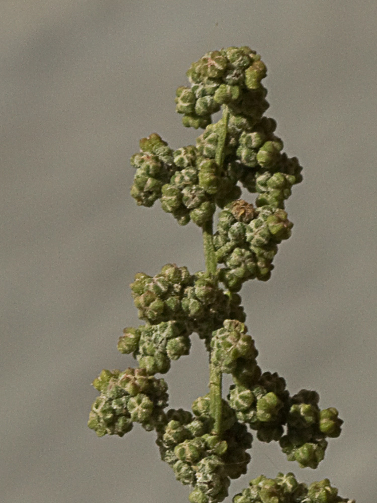 Cenizo harinoso (Chenopodium opulifolium)