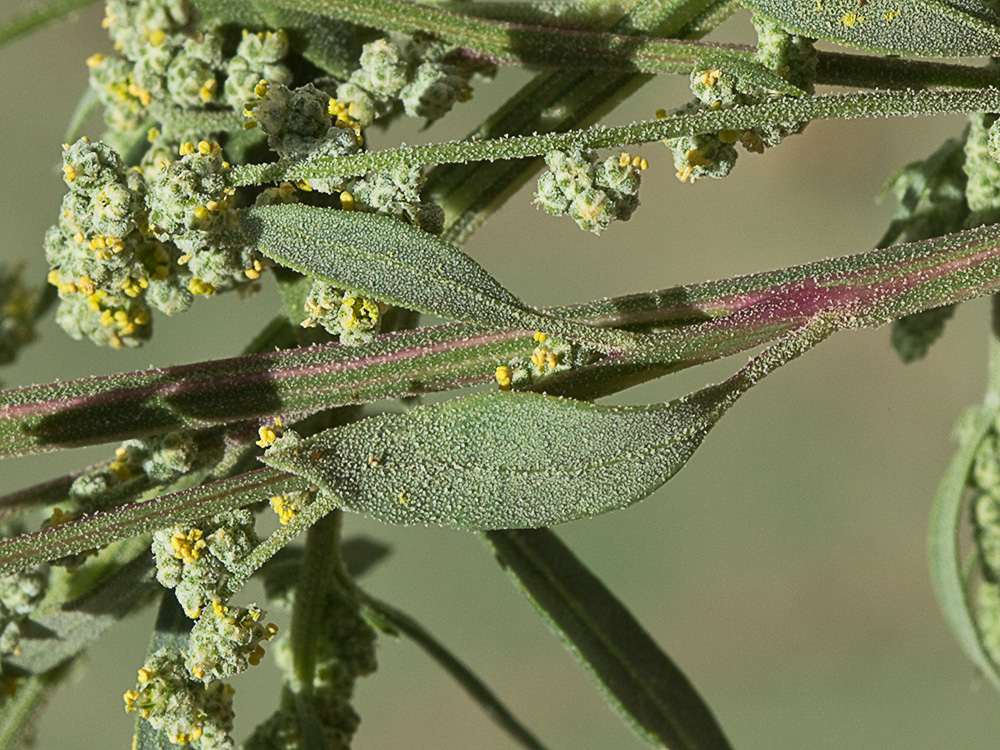 Cenizo harinoso (Chenopodium opulifolium)