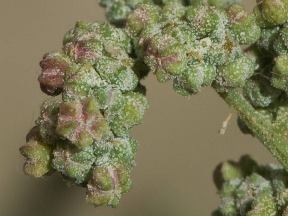 Cenizo harinoso (Chenopodium opulifolium)