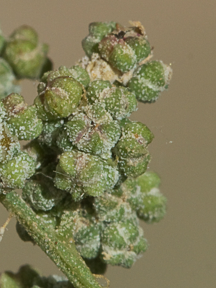 Cenizo harinoso (Chenopodium opulifolium)
