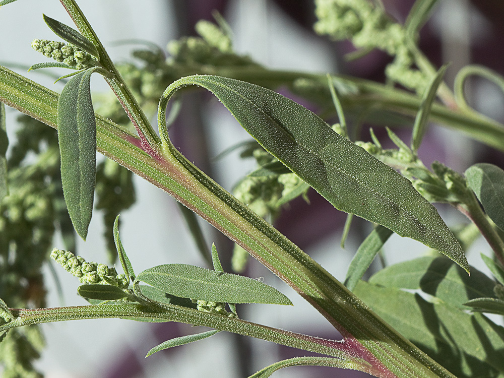 Tallo y hojas del Cenizo harinoso (Chenopodium opulifolium)
