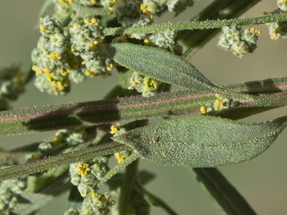 Cenizo harinoso (Chenopodium opulifolium)