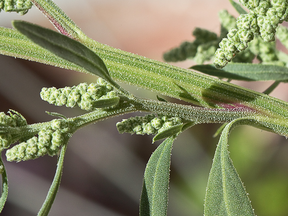 Tallo e infloresecencias del Cenizo harinoso(Chenopodium opulifolium)