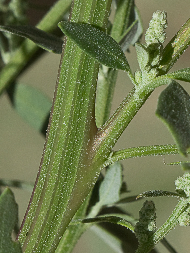 Tallo y hoja del Cenizo harinoso (Chenopodium opulifolium)