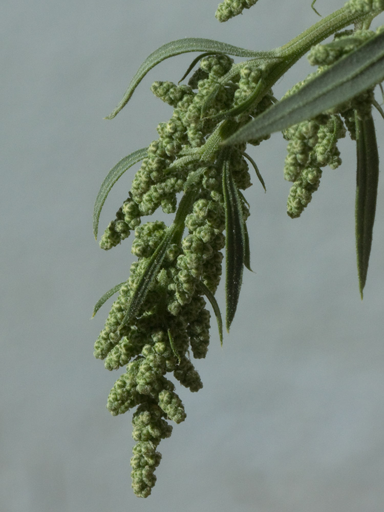 Panícula del Cenizo harinoso (Chenopodium opulifolium)