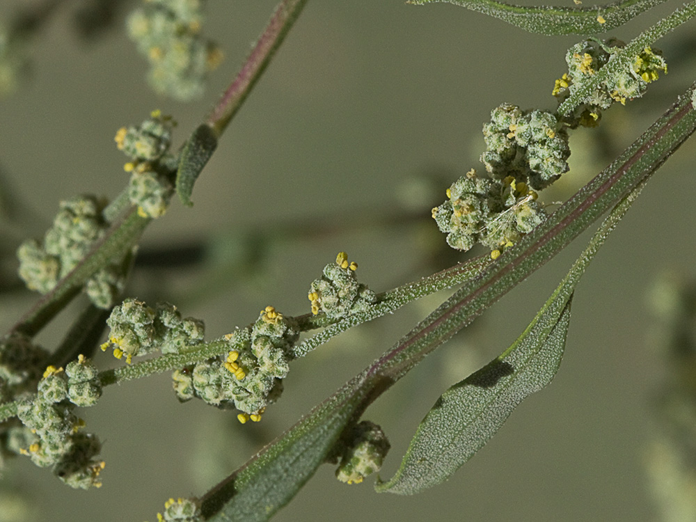Cenizo harinoso (Chenopodium opulifolium)