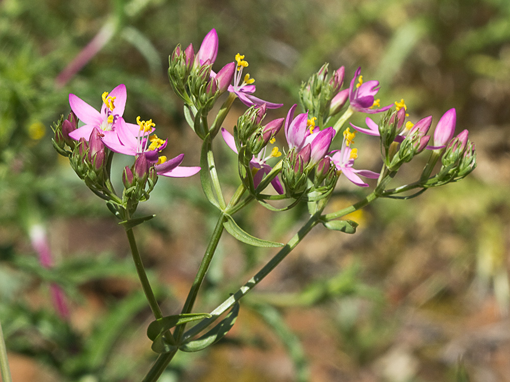 Mata de centaurea menor (Centaurium erythraea)