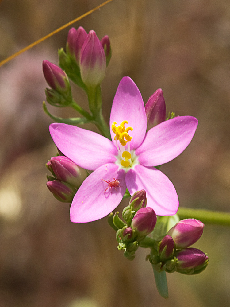 Flor de centaurea menor (Centaurium erythraea)