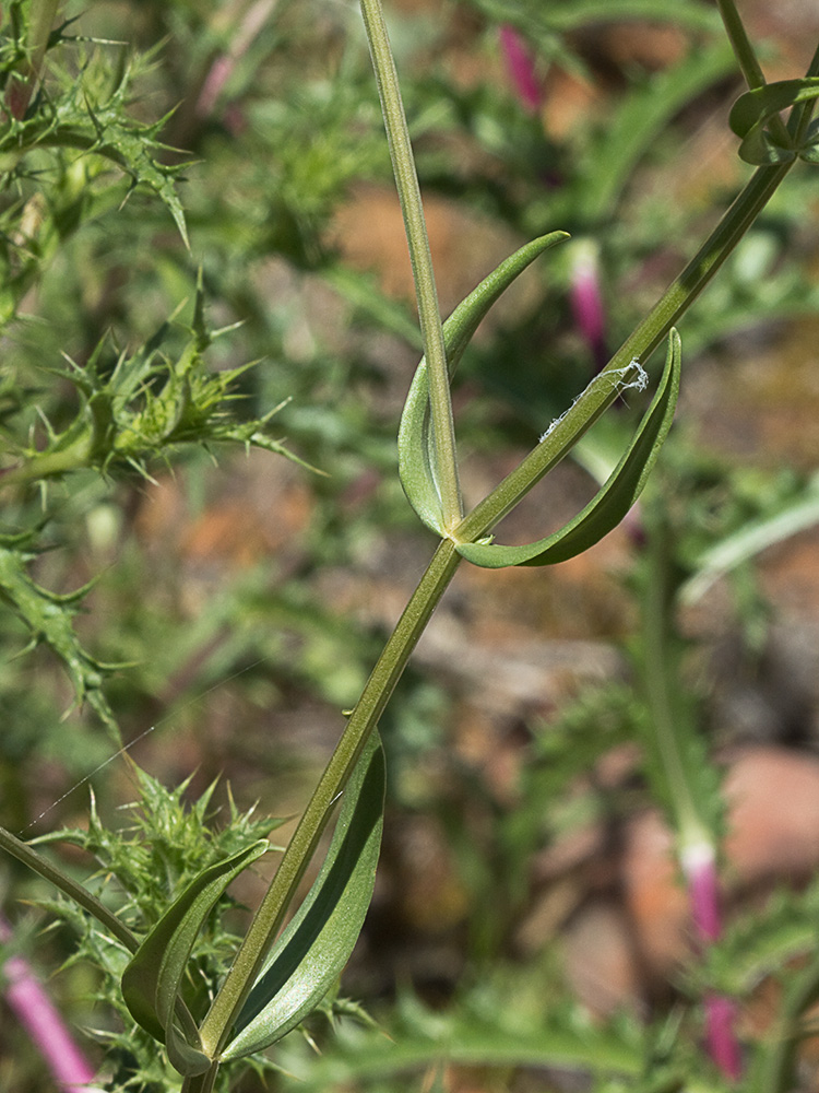 Mata de centaurea menor (Centaurium erythraea)