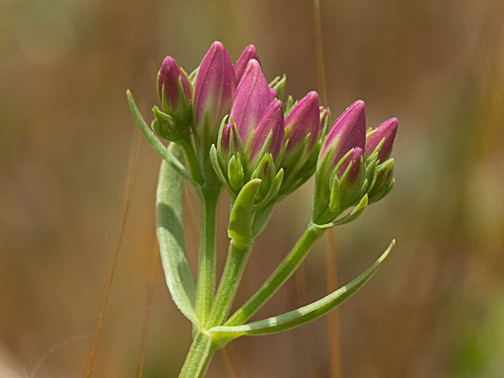 Tallo y hojas de la centaurea menor (Centaurium erythraea)