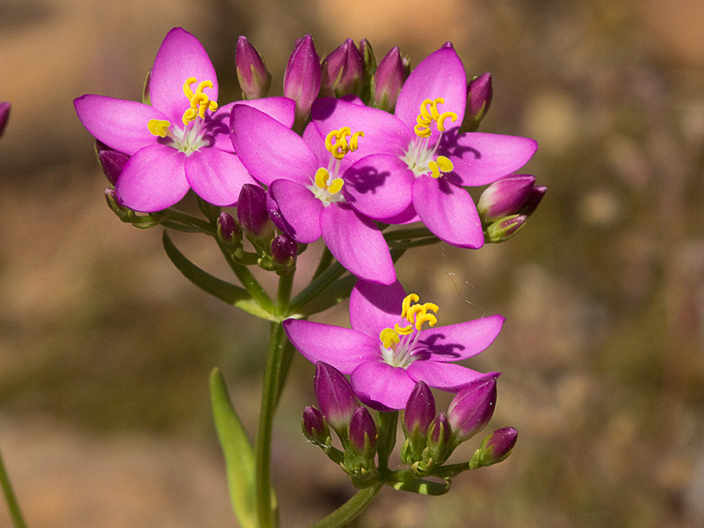 Mata de centaurea menor (Centaurium erythraea)