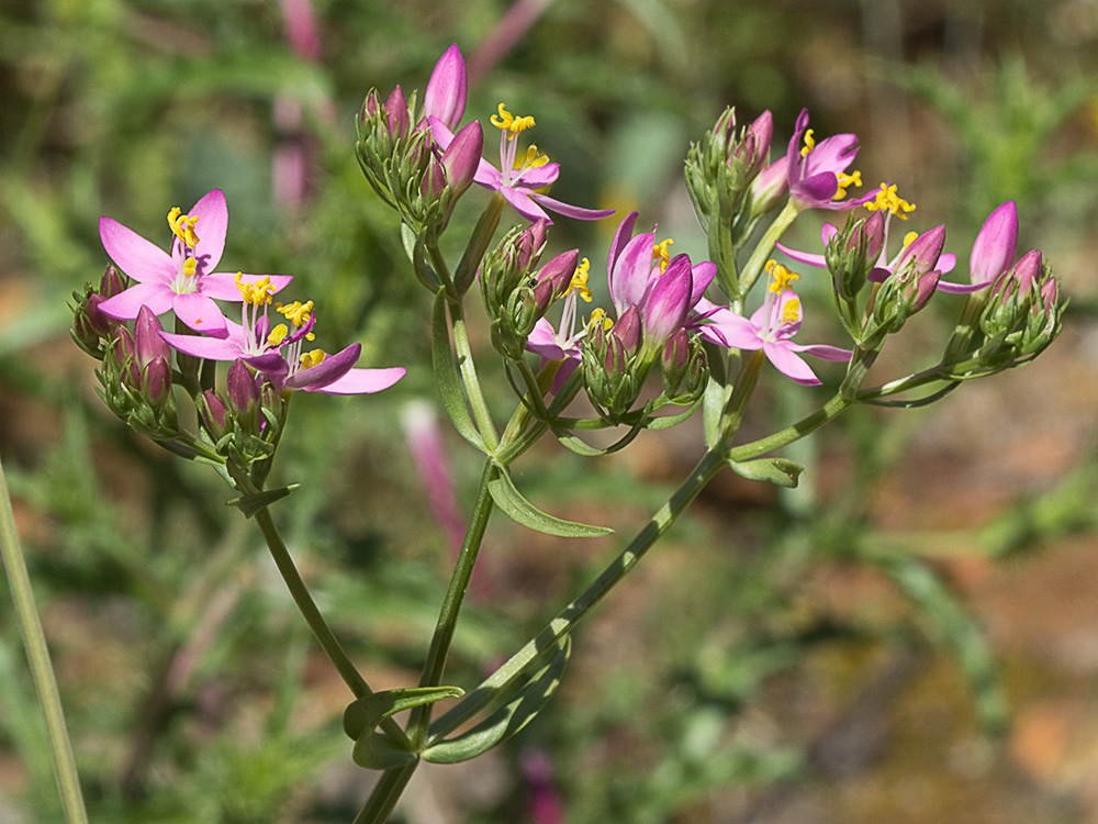 Mata de centaurea menor (Centaurium erythraea)