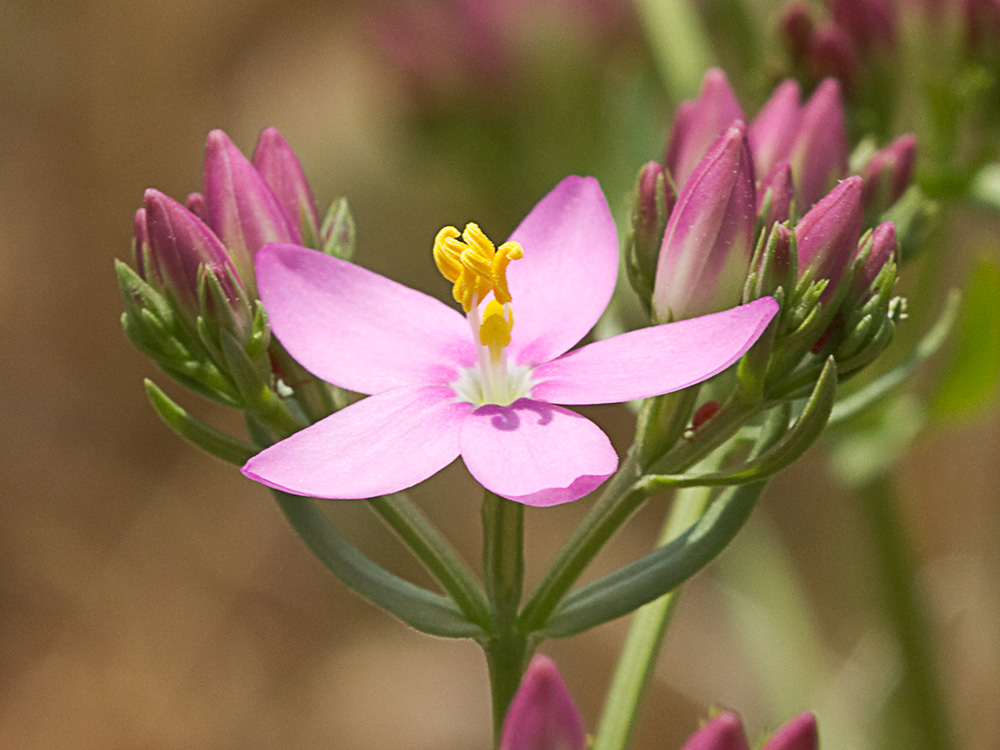 Mata de centaurea menor (Centaurium erythraea)