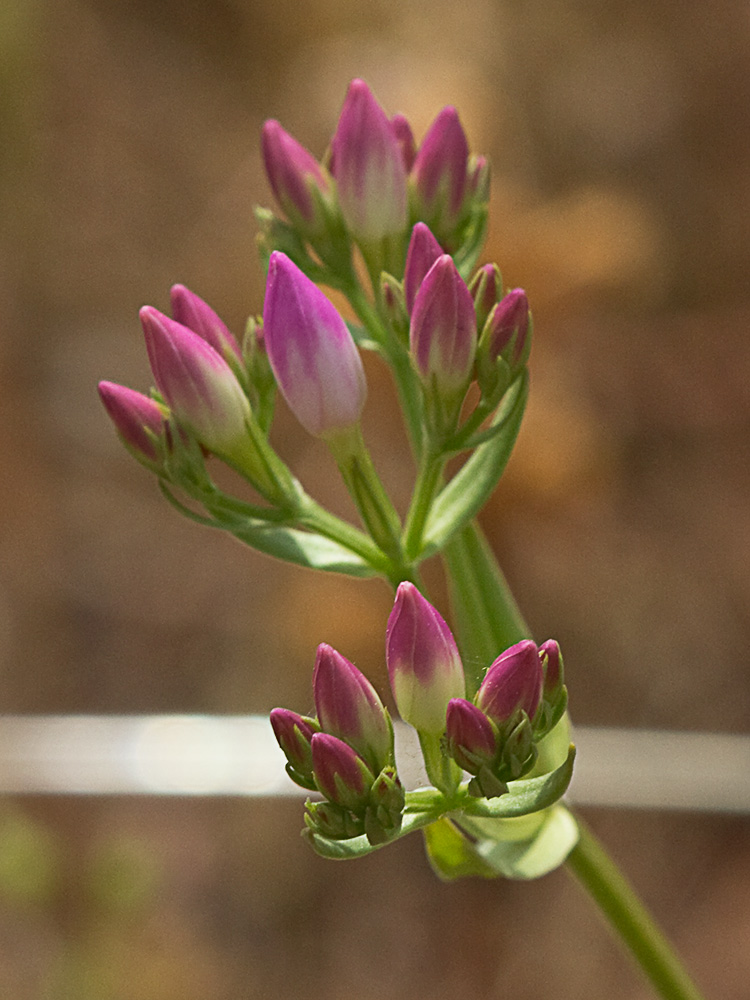 Mata de centaurea menor (Centaurium erythraea)