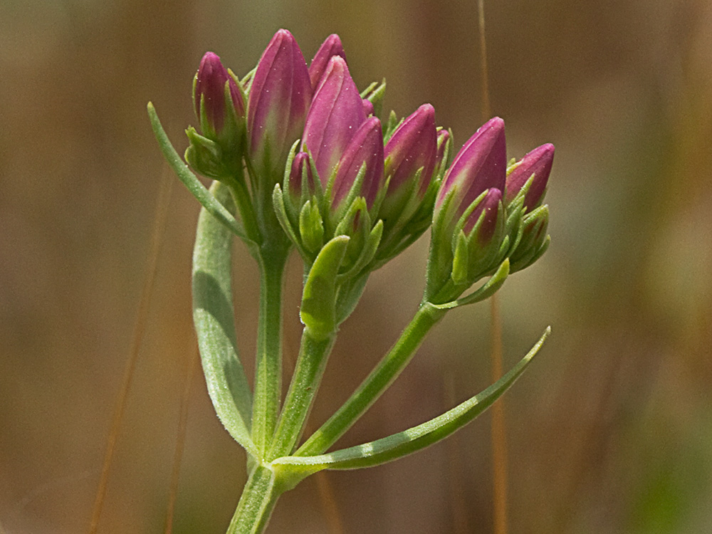 Mata de centaurea menor (Centaurium erythraea)