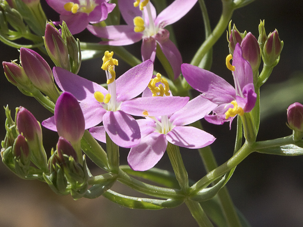 Mata de centaurea menor (Centaurium erythraea)